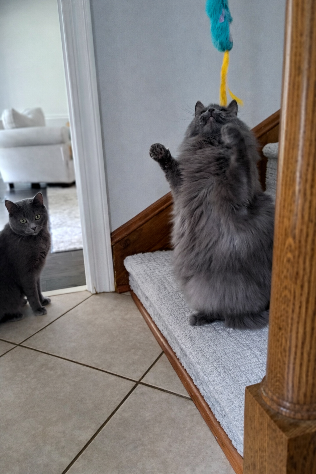 Cat sitting in Peachtree City