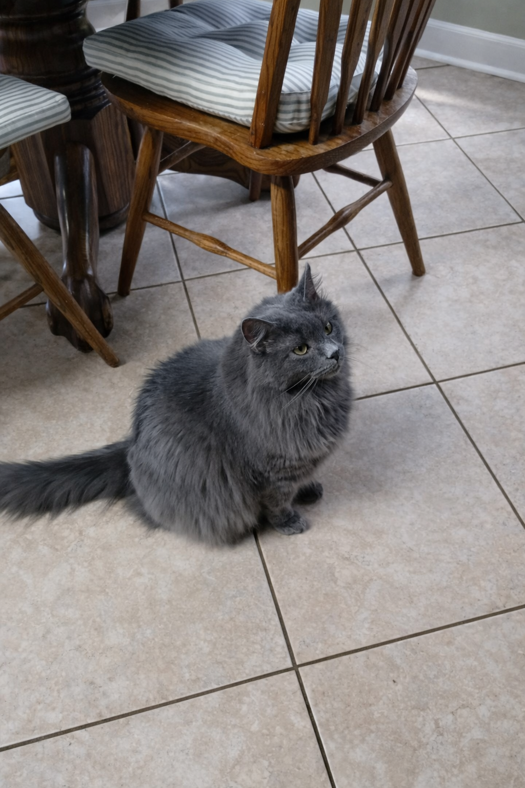 Pet sitting for cats - The Walking Dog