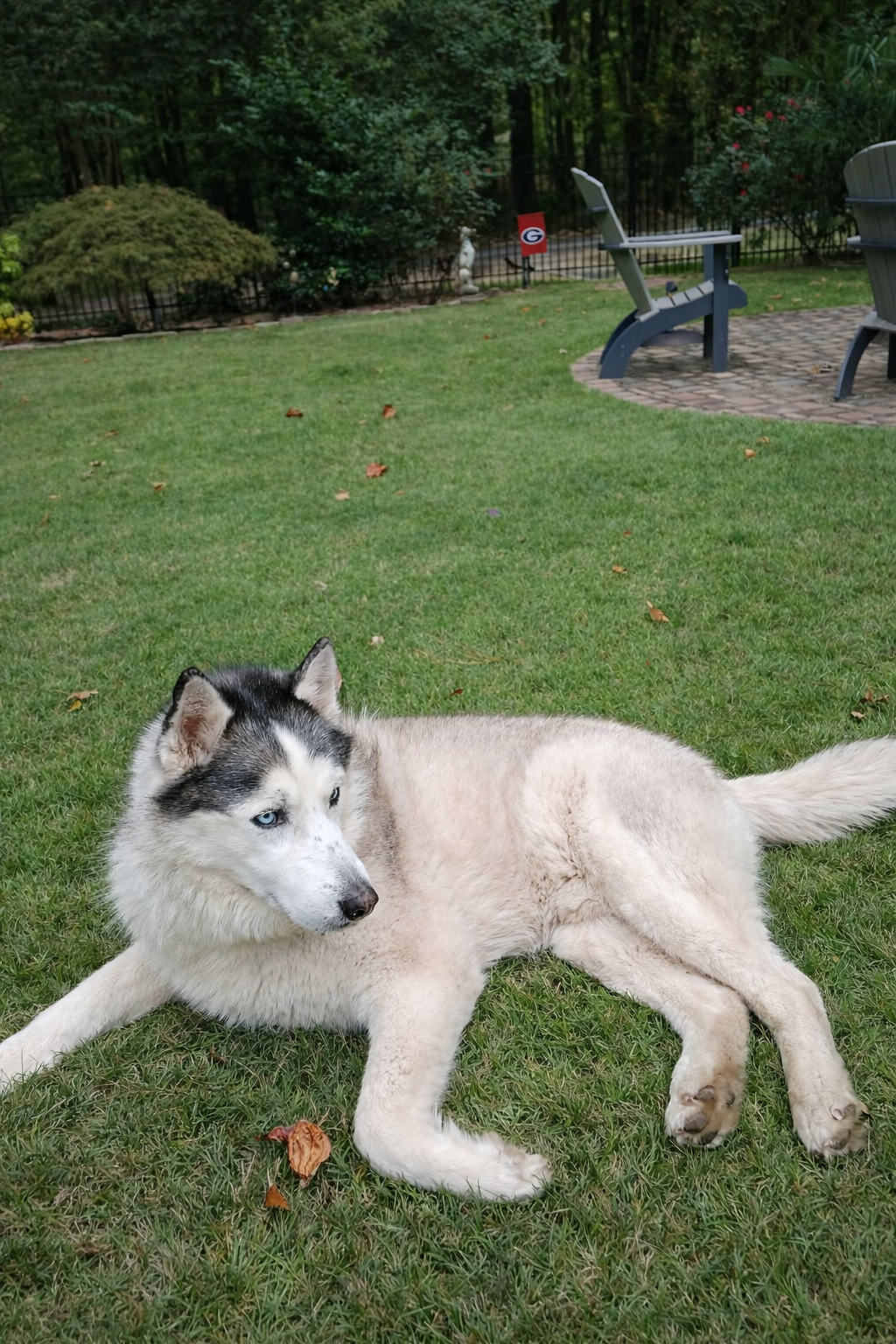 Happy pup with The Walking Dog