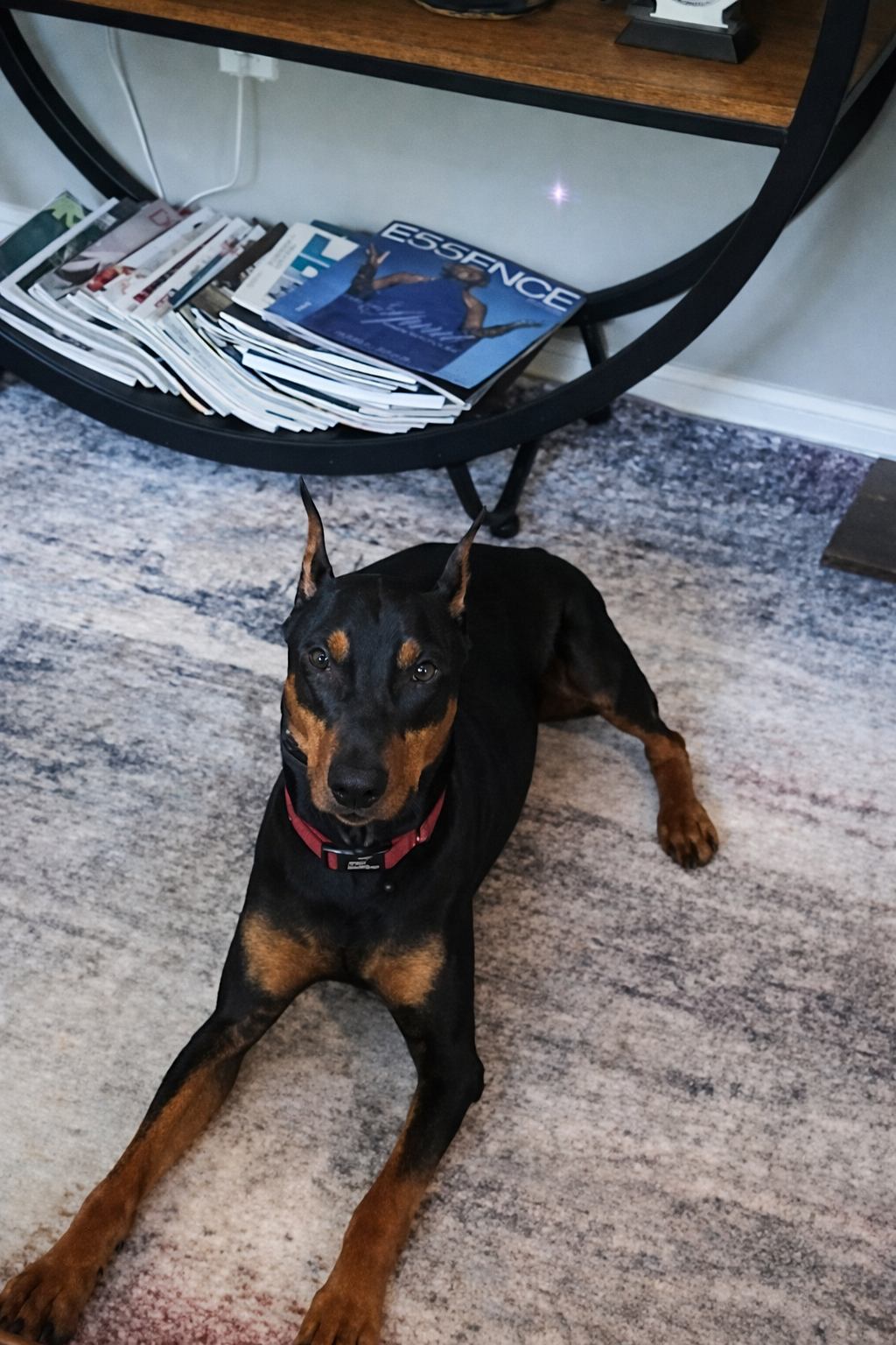 Pet care with The Walking Dog