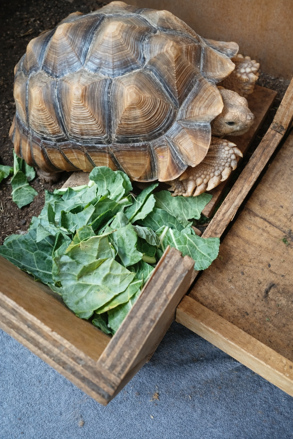Tortoise pet sitting - The Walking Dog